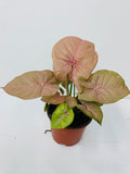 4" Syngonium Neon Pink