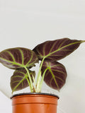 4"/6" Alocasia Black Velvet