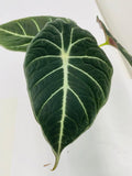 4"/6" Alocasia Black Velvet