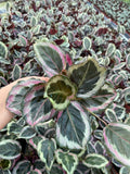 4" Calathea Shine Star