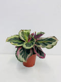 4" Calathea Shine Star