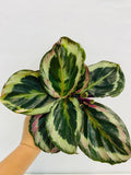 4" Calathea Shine Star