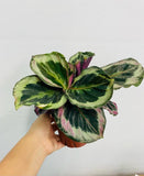 4" Calathea Shine Star
