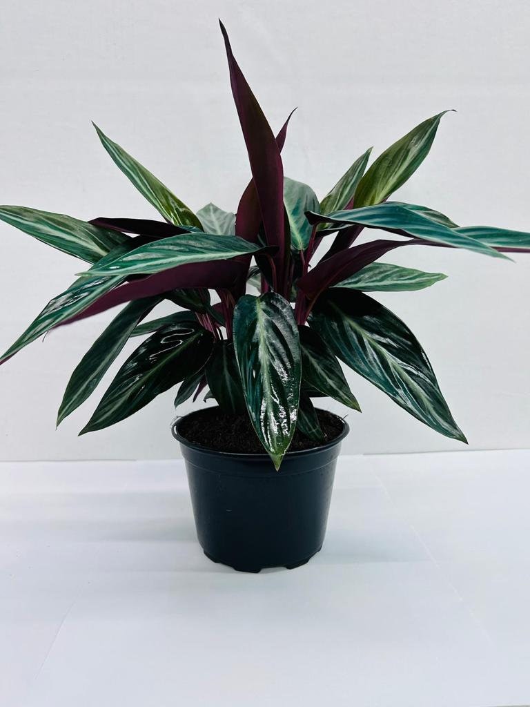 6" Stromanthe Sanguinea