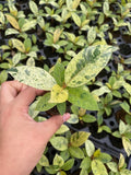 Baby/4" Ficus Shiveriana Variegated