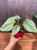 4" Philodendron Mamey "Silver Cloud"