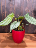 4" Philodendron Mamey "Silver Cloud"