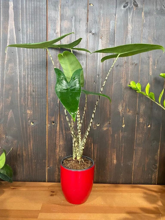 4" Alocasia Zebrina