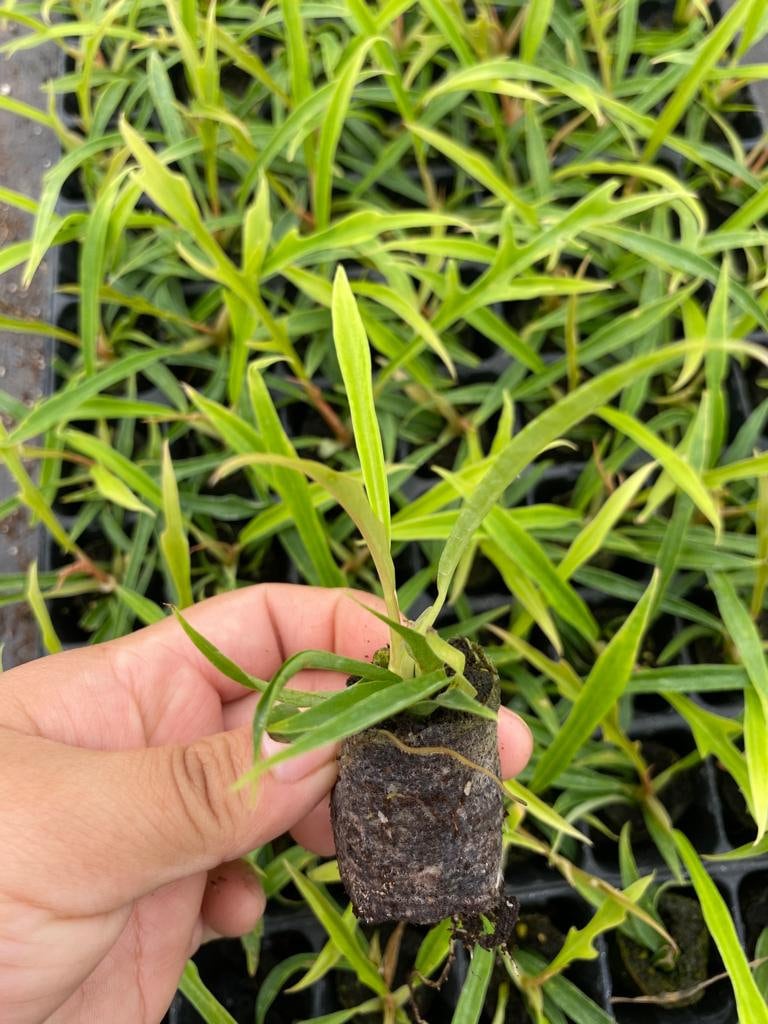 4" Philodendron Tortum "Rare Plant"