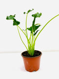 4" Alocasia "Triangularis"
