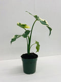 4" Alocasia Mickey mouse