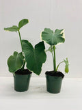 4" Alocasia Mickey mouse