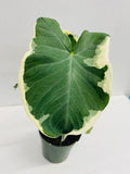 4" Alocasia Mickey mouse