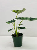 4" Alocasia Dragon Scale