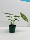 4" Alocasia Dragon Scale