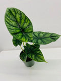 4" Alocasia Dragon Scale