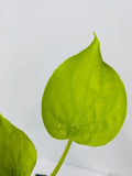 4" Alocasia Cucullata Yellow Tail