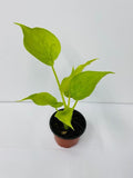 4" Alocasia Cucullata Yellow Tail