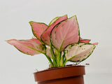 4"/6" Aglaonema Chinese Evergreen "CHERRY"