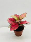 4"/6" Aglaonema Chinese Evergreen "CHERRY"