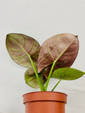 4" Alocasia Bisma