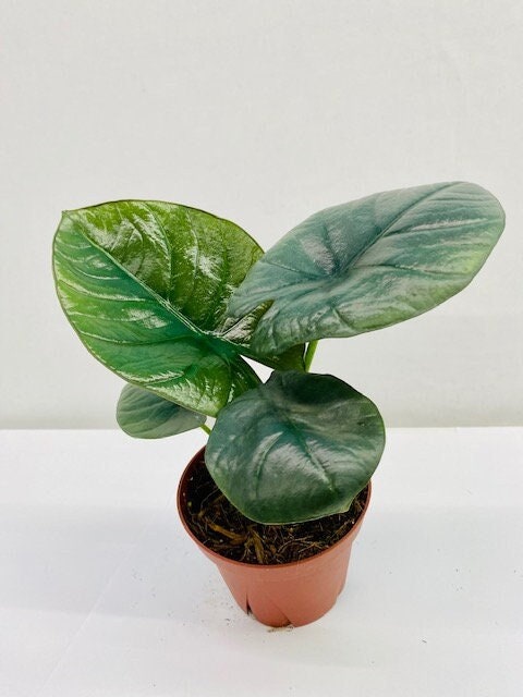 4" Alocasia Bisma