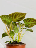 2"Baby/4" Philodendron Verrucosum