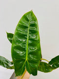 Baby Plant/4" Philodendron Billietiatiae Croat