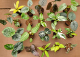 BECOOL 2" Plants "Medium Package"