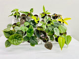 BECOOL 2" Plants "Medium Package"