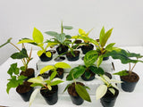 BEBOLD 2" Plants "Pro Package"