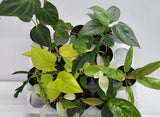 BEBOLD 2" Plants "Pro Package"