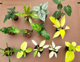 BEBOLD 2" Plants "Pro Package"