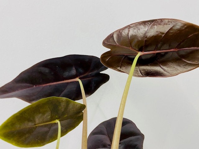 4" Alocasia Longiloba Purple Prince