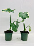 4" Alocasia Mickey mouse