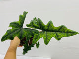 2" Pot Alocasia Jacklyn "Rare Plant"