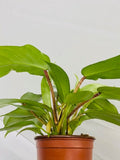 Baby Plant/4"/6" Philodendron Squamiferum