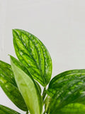 4"/6"/Cuttings Monstera Peru *RARE FIND*