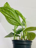 4"/6"/Cuttings Monstera Peru *RARE FIND*