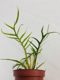 4" Philodendron Tortum "Rare Plant"