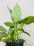4"/6" Philodendron Hastatum 'Silver Sword' **** RARE FIND ****