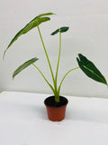 Baby Plant/4"/6" Alocasia Frydek