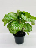 4"/6" Calathea Orbifolia (Watermelon)