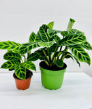 Baby Plant/4"/6" Calathea Zebrina