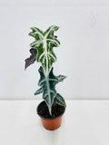 4" Alocasia Sanderiana 'Nobilis'