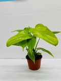 Baby Plant/4" Philodendron Bipennifolium Aurea