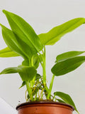 Baby Plant/4" Philodendron Bipennifolium Aurea