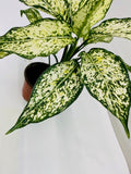 4"/6" Aglaonema Spring "Snow White"