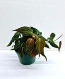 Baby plant/4"/6" Philodendron Mican