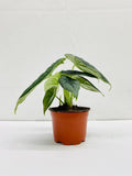 Baby Plant/4"/6" Alocasia Rugosa Melo *RARE COLLECTIBLES*